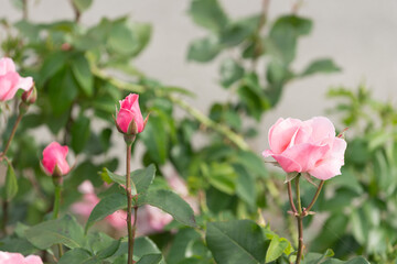 isolated pink rose stems on a rose bush against a gray background