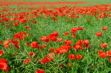 red poppies in a field in the middle of ripe green canola