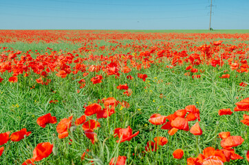 red poppies in a field in the middle of ripe green canola
