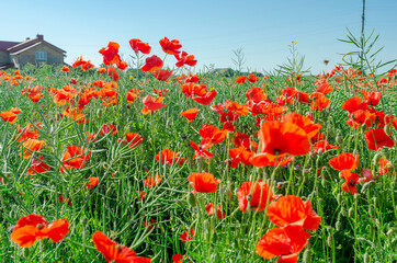 red poppies in a field in the middle of ripe green canola