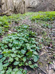 leaves in the forest
