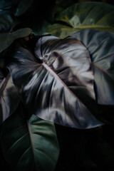 Philodendron Royal Queen - Black Ruby Leaf