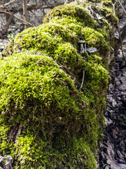 moss on tree