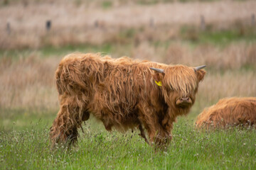 Highland Cattle (Bos taurus taurus) in a field in the Scottish Highlands, UK