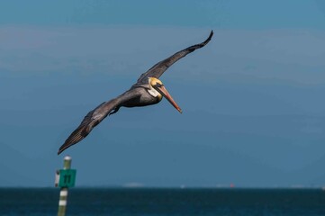 pelican in flight