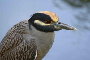 close up of a heron