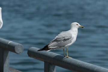 seagull on the pier