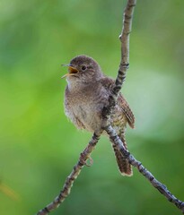 Singing Wren