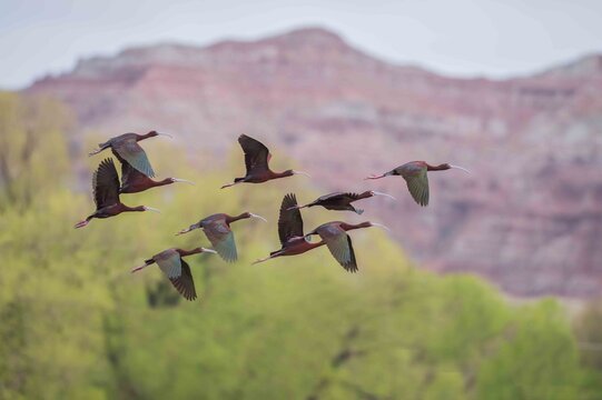 White Faced Ibis