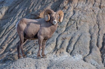 Bighorn Ram