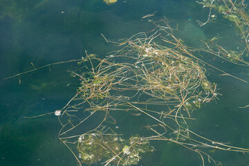 grasses floating on the surface of water