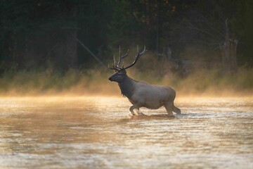 Elk at sunrise