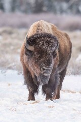 bison in winter © Bill