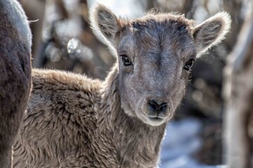 Bighorn Lamb