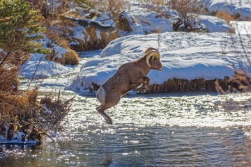 Leaping Bighorn