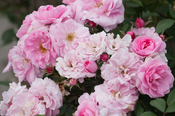 natural bouquet of pink roses in various states of bloom and decay