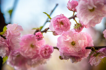 Spring Cherry blossoms, pink flowers of sakura background nature