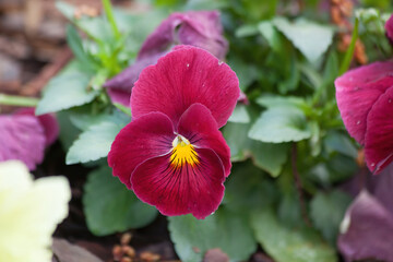 Pansy growing in a garden