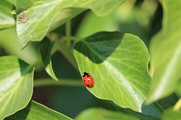 Coccinelle