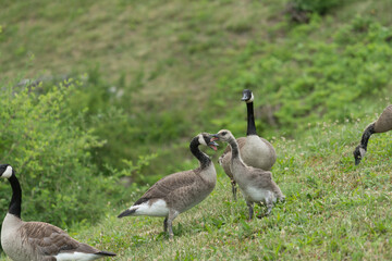 young Canada geese with bills open on grass