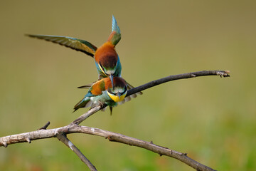 Colorful Bee-eaters while mating