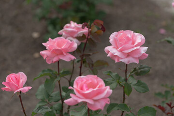 Fototapeta premium pink roses on warm brown gray green background