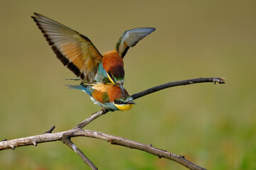 Colorful Bee-eaters while mating