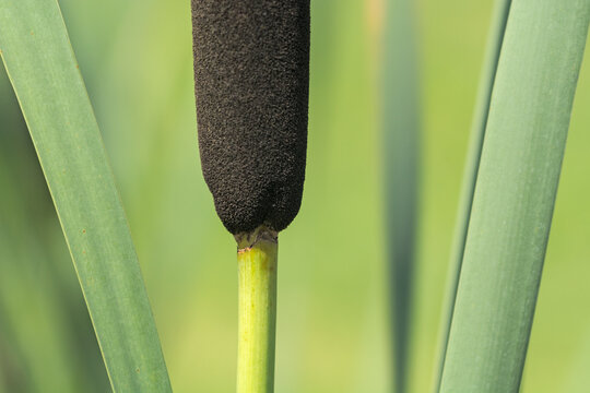 Common Cattail And Leaves