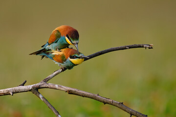 Colorful Bee-eaters while mating