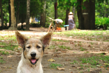 Portrait of a funny dog in Cambodia