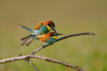 Colorful Bee-eaters while mating