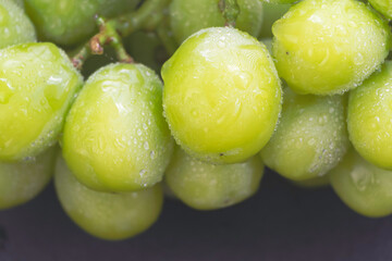 Closeup Blurred Korean grape with green peel,plenty of water drops around,