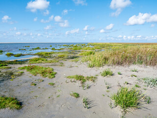 Marram grass on Westerstrand beach of West Frisian island Schiermonnikoog, Netherlands