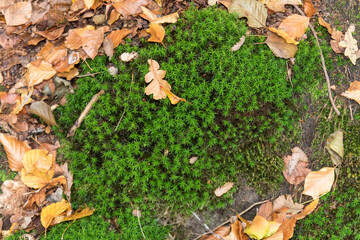 moss in the forest