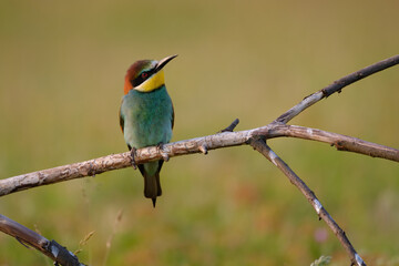 Bee-eater - Merops Apiaster sitting on a branch