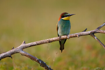 Bee-eater - Merops Apiaster sitting on a branch