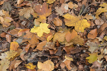 foliage in fall