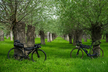 Bike packing bicycles in a a previously flooded forest. Different water levels are seen on the bark of the trees.