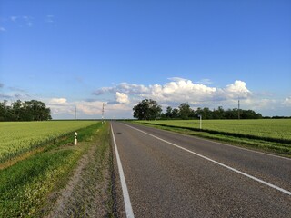 Asphalt road through agricultural fields in summer at the sunrise