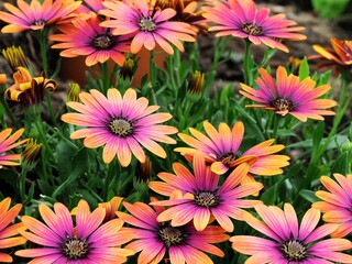 Fototapeta premium Osteospermum