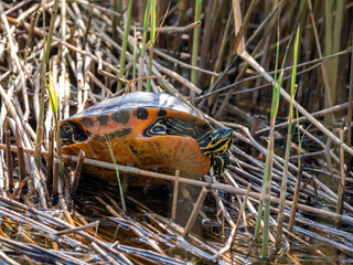 River cooter, Pseudemys concinna, freshwater turtle in nature reserve, Netherlands