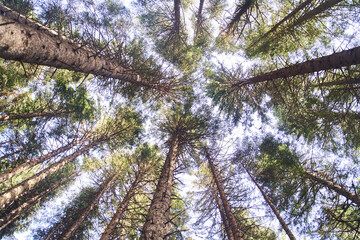 Looking up pine trees crowns branches in woods or forest. Tops of trees from ground view.