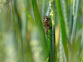 pająk na zielonej łodydze