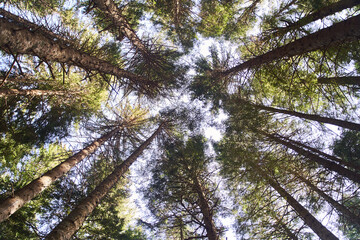 Looking up pine trees crowns branches in woods or forest. Tops of trees from ground view.