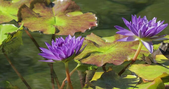 Purple water lily blossoms with lily pads in pond