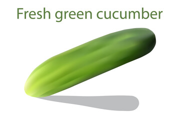 Print of fresh green cucumber