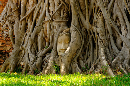 Ayutthaya, Thailand, 11 September 2020: Buddah head statue in the tree root, the famous place in Ayutthaya Thailand,signature place of Wat Mahathat