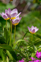 Tulipa saxatilis bright pink yellow flowering cretan tulip flowers, springtime beautiful ornamental rock plants in bloom