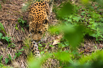 Smell of Prey, Leopard on Move