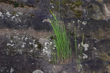 Gras, Mauer, Grashalm, Felsen